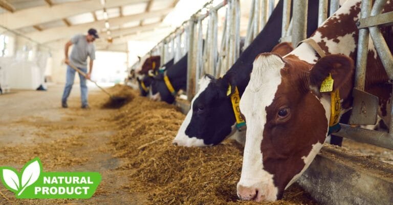 Dairy Farm Worker Jobs in Canada