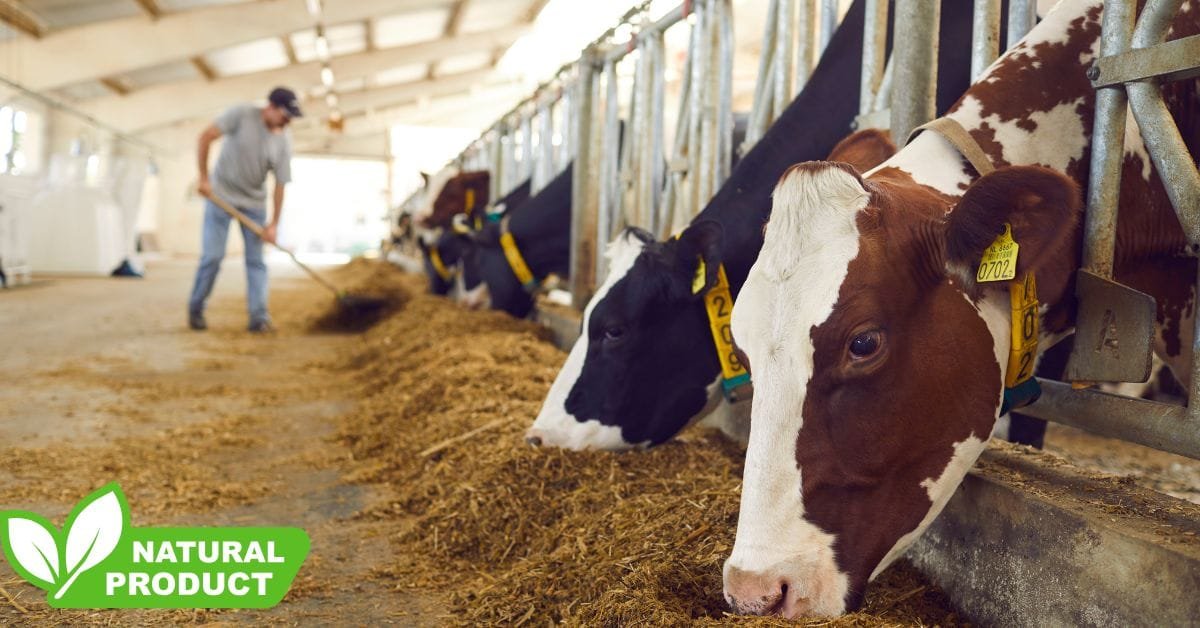 Dairy Farm Worker Jobs in Canada