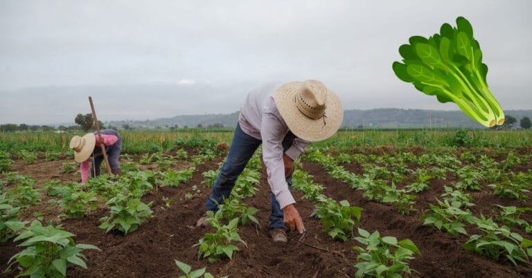 Vegetable Farm Worker Jobs in Canada